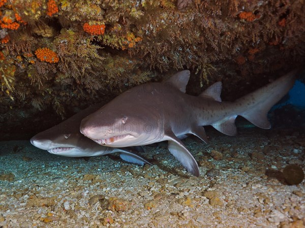 Two sand tiger sharks