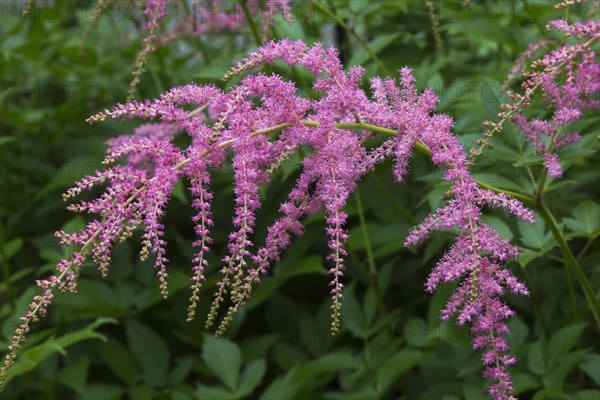 Ostrich Plume flowers