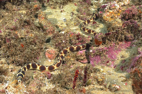 Spotted snake eel