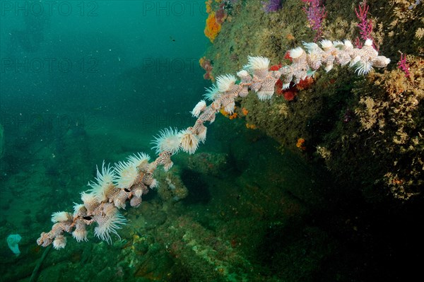 Tiger anemone