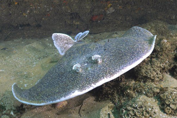 Portrait of Variable gulf torpedo