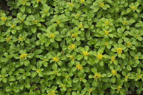 Russian Stonecrop