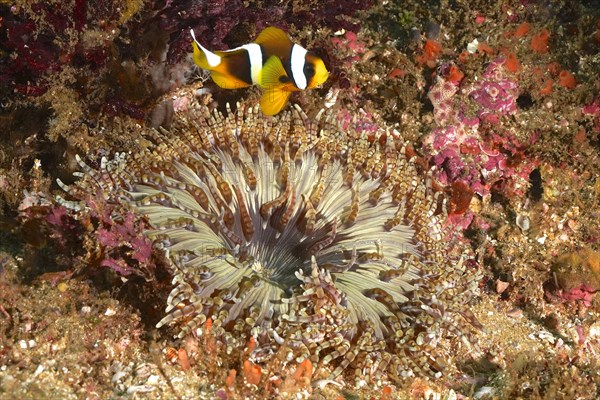 Beaded anemone