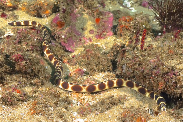 Spotted snake eel