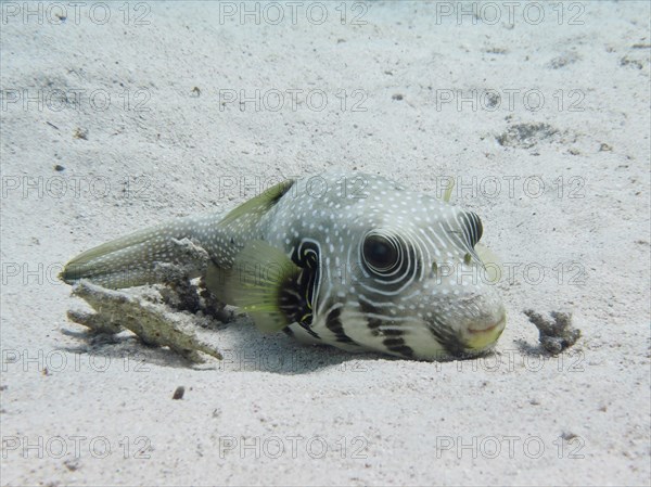 A white-spotted puffer