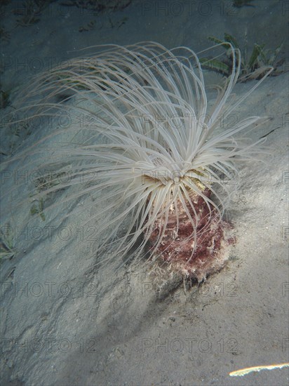 Tube-dwelling anemone