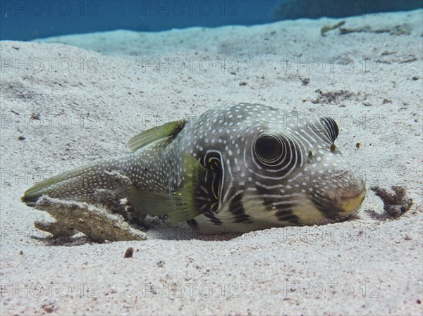 A white-spotted puffer