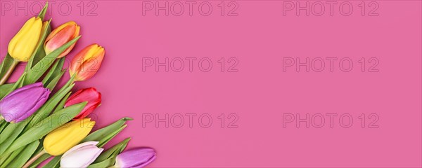 Banner with colorful tulip spring flower bouquet in corner of pink background with copy space
