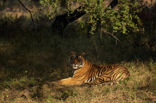 Wild Bengal tiger sitting down and looking at the camera