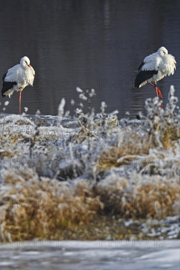 White Stork