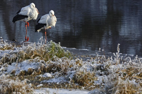 White Stork