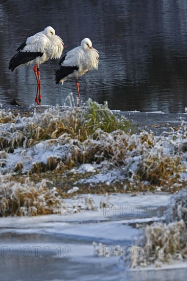 White Stork