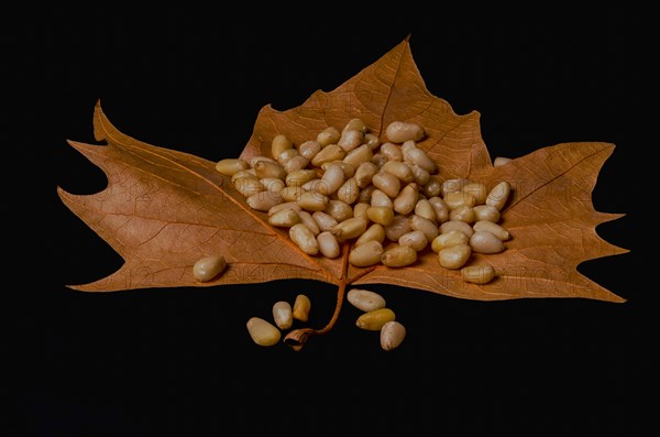 Fresh peeled pine nuts on a dried tree leaf