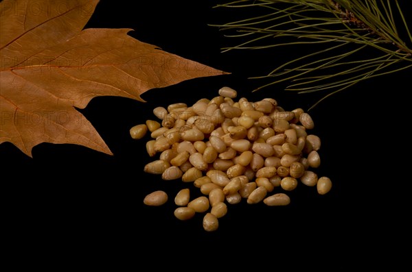 Pine nuts on slices of wood dried leaves and pine branch