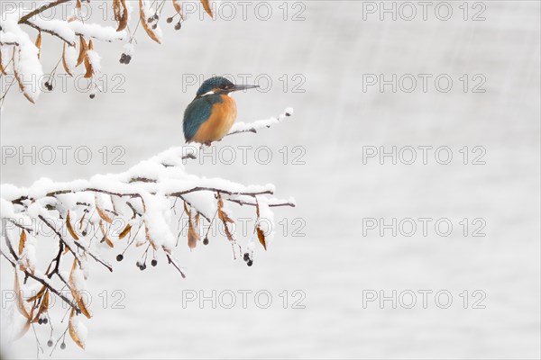 Common kingfisher