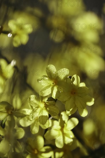 Winter jasmine