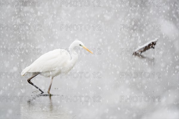 Hunting great egret