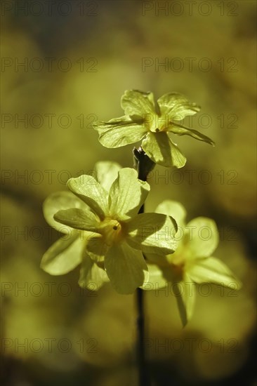 Winter jasmine