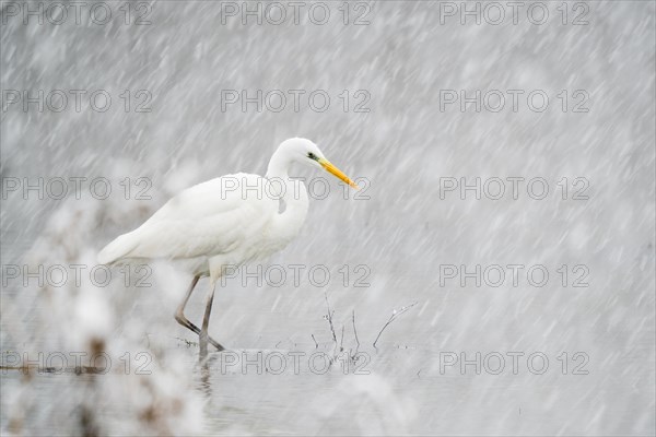 Hunting great egret