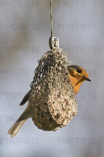 European robin