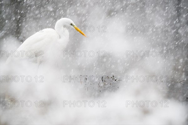 Hunting great egret