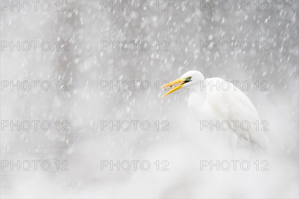 Hunting great egret