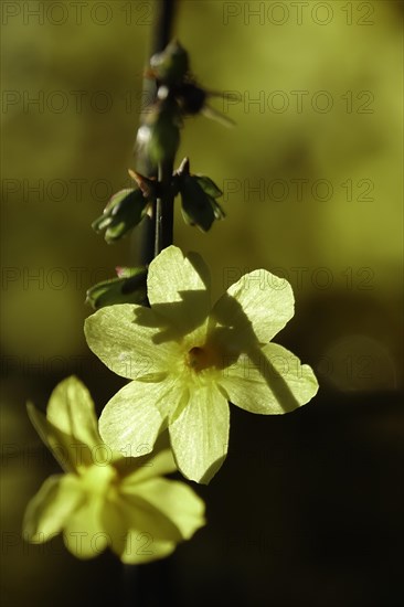 Winter jasmine