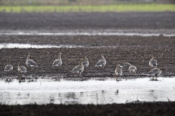 Bean Geese