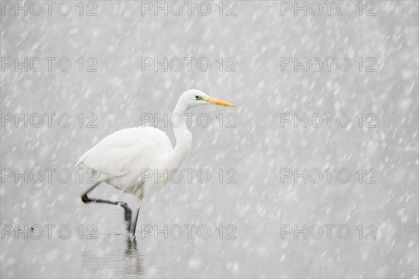 Hunting great egret