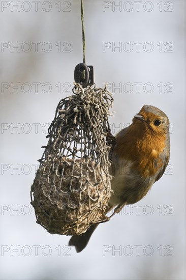 European robin