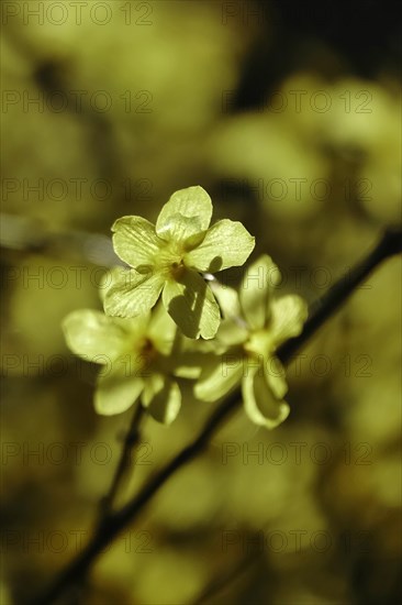 Winter jasmine