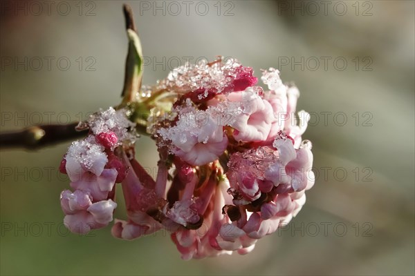 Winter snowball