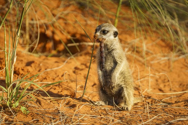 Baby Meerkat