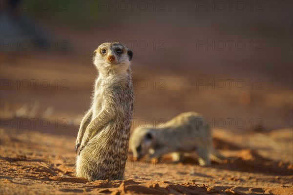 Baby Meerkat