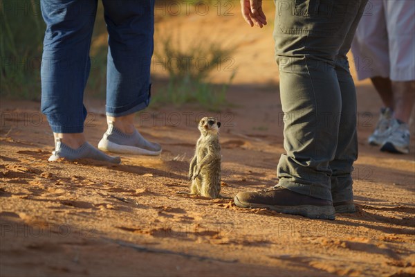 Baby Meerkat