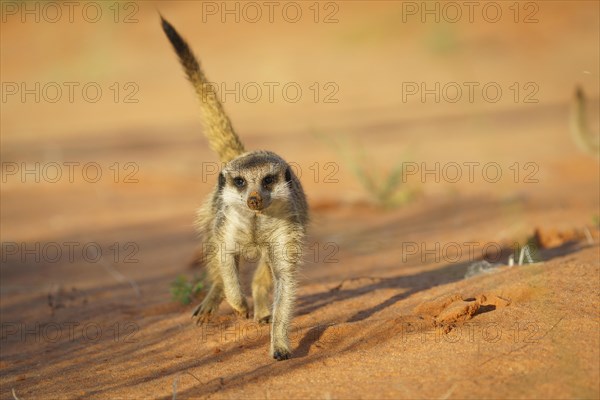 Baby Meerkat