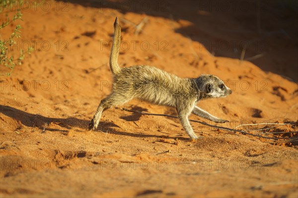 Baby Meerkat