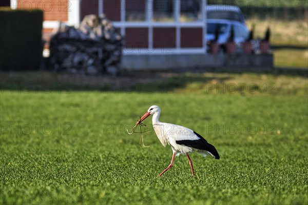 White Stork