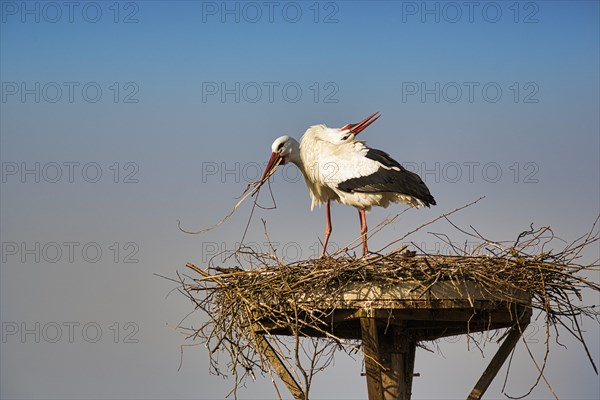 White stork