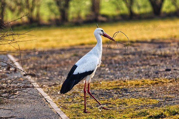 White Stork