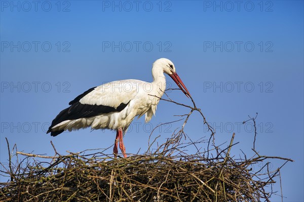 White stork