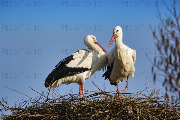 White stork