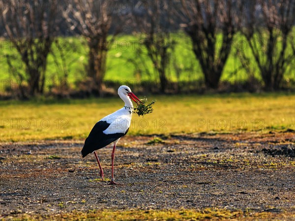 White Stork