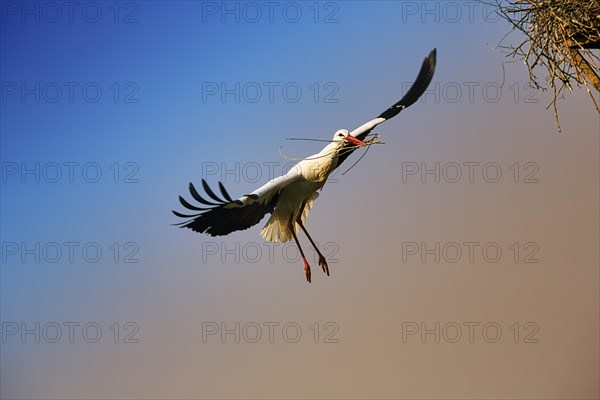 White Stork