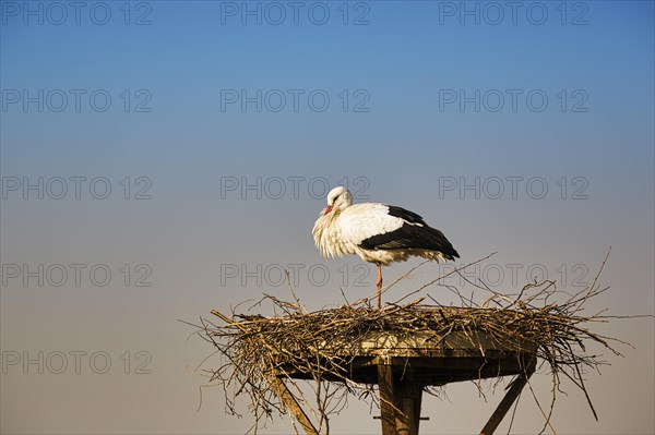 White stork