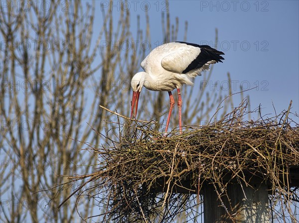 White stork