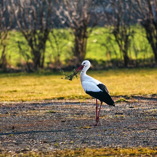 White Stork