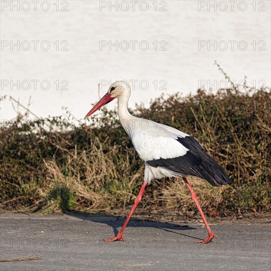 White Stork