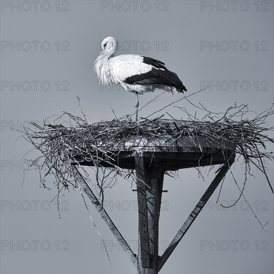 White stork