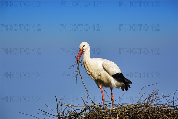 White stork